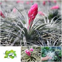 ?ต้น สับปะรดสี Tillansia Cotton Candy ไม้รากอากาศ ไม้กระถาง ไม้ใบ ?