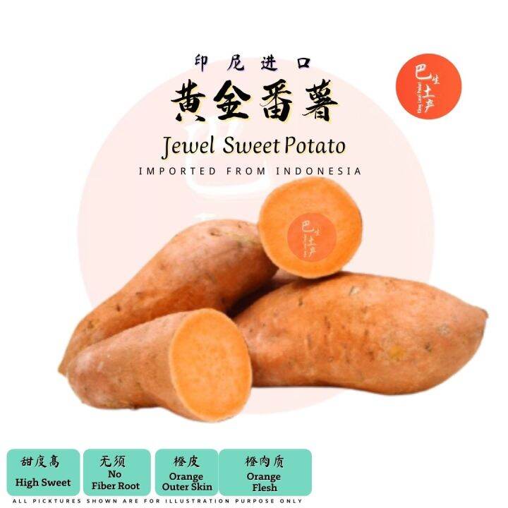 Jewel Sweet Potato (Imported From Indonesia） 黄金番薯 (印尼进口） Lazada