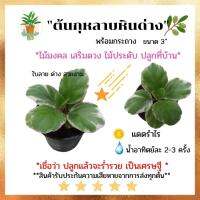 [ต้นไม้จิ๋ว]กุหลาบหินด่าง แซมขาว-ชมพู ใบงาม มีดอกสวย ไม้ประดับ ไม้มงคล เสริมดวง ตั้งโต๊ะทำงาน น่ารักๆ กระถาง 3 นิ้ว (ขั้นต่ำ 3 คละได้)