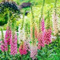 เมล็ดพันธุ์ Garden Seeds ดอกฟ๊อกเลิฟ ดิจิทาลิส digitalis purpurea foxglove excelsior 1000 เมล็ด เมล็ดพันธุ์ Garden Seedsนำเข้าจาก อังกฤษ