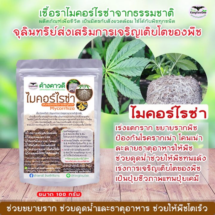 ปุ๋ยฟื้นบำรุงต้นใบ-ไม้ใบ-ไม้ด่าง-ไม้ฟอกอากาศ-ไม้ประดับไม้ดอก-ใบเหลือง-ใบไหม้-ใบเล็ก-ต้นไม่โต-รากเน่า-ปุ๋ยค้างคาวดี-เร่งราก-เร่งต้นใบ