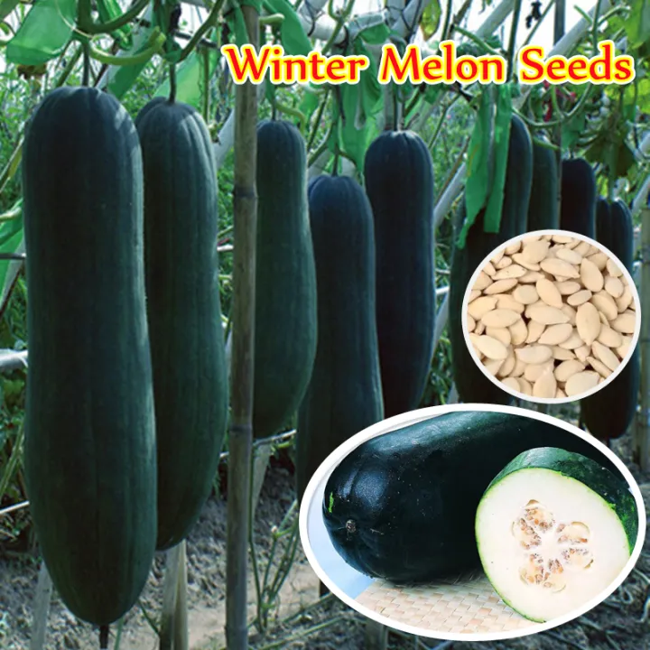 can dogs eat winter melon