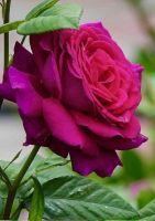 28 เมล็ด เมล็ดพันธุ์ Home Seed  ดอกกุหลาบ สีบานเย็น พันธุ์ดอกใหญ่ นำเข้า Rose Seeds