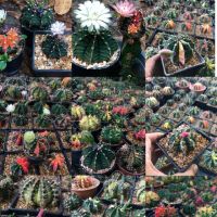 (โปร++) Seeds เมล็ดยิมโนด่าง gymnocalycium mihanovichii variegata New mix(ปี65) ส่วนลด ต้นไม้ เมล็ดพันธ์ เมล็ดพืช พรรณพืช