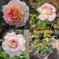 (1ต้น) ดอก ต้น กุหลาบ โซเฟีย โรชาร์ Sophie Rochas rose buncha