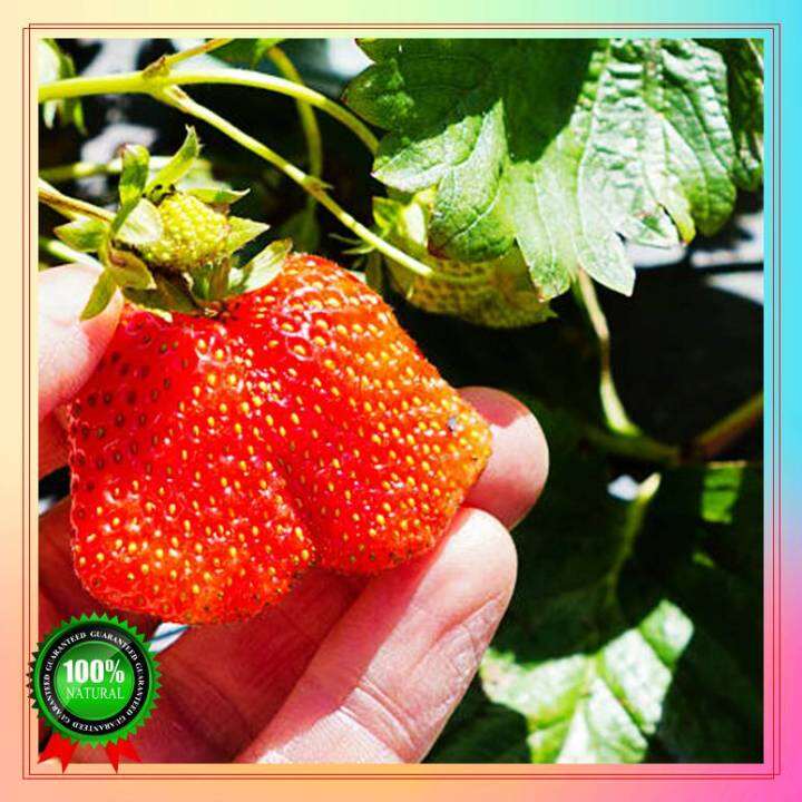 Fast Germination 100 seeds strawberry seeds for planting Potted seeds