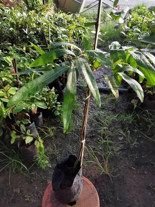 ต้นชำมะเลียง-chamliang-ขนาด50ซม-1ต้น