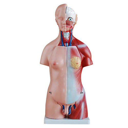 anatomy-model-nk-205-หุ่นจำลองมนุษย์ครึ่งตัว-สลับเปลี่ยนเพสได้-แสดงอวัยวะภายใน-ขนาด-45-เซนติเมตร-ถอดประกอบได้-23-ชิ้น