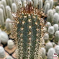 ( PRO+++ ) โปรแน่น.. ไม้ลำ Pilosocereus Gounellei แคคตัส เพชร cactus&amp;succulent ราคาสุดคุ้ม พรรณ ไม้ น้ำ พรรณ ไม้ ทุก ชนิด พรรณ ไม้ น้ำ สวยงาม พรรณ ไม้ มงคล