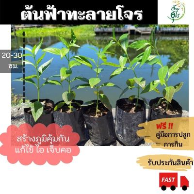 Woww สุดคุ้ม ต้นฟ้าทะลายโจร 1ชุด5 ต้น ต้นสูงประมาน 30-40ซม ต้นสวยสมบูรณ์แข็งแรง พร้อมปลูก สมุนไพร ฟ้าทะลายโจร organic ผงฟ้าทะลายโจร ราคาโปร พรรณ ไม้ น้ำ พรรณ ไม้ ทุก ชนิด พรรณ ไม้ น้ำ สวยงาม พรรณ ไม้ มงคล