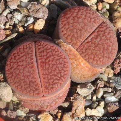 20 เมล็ด ไลทอป กระบองเพชร ไม้อวบน้ำ กุหลาบหิน แคคตัส Living Stones Lithops เมล็ดเพาะปลูก สายพันธุ์ hookeri C023