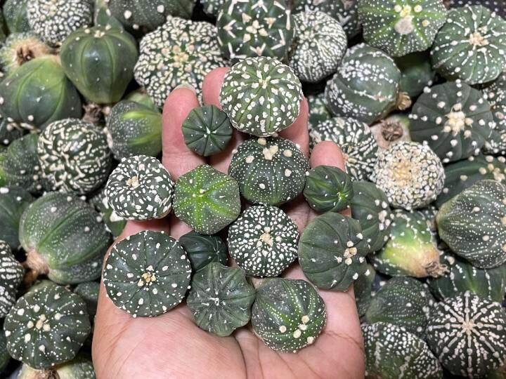 แอสโตร-แคคตัส-แอสโตรไฟตัม-แอสโตร-super-kabuto-v-astrophytum-ราคาเบาๆขนาดกำลังน่ารักๆ1-5-3cm