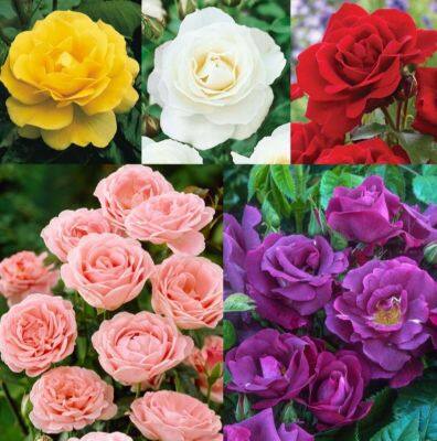 30 เมล็ด เมล็ดพันธุ์ กุหลาบพวง Floribunda Rose Seeds สีแฟนซี คละสี ดอกหอม นำเข้าจากต่างประเทศ พร้อมคู่มือ เมล็ดสด ใหม่