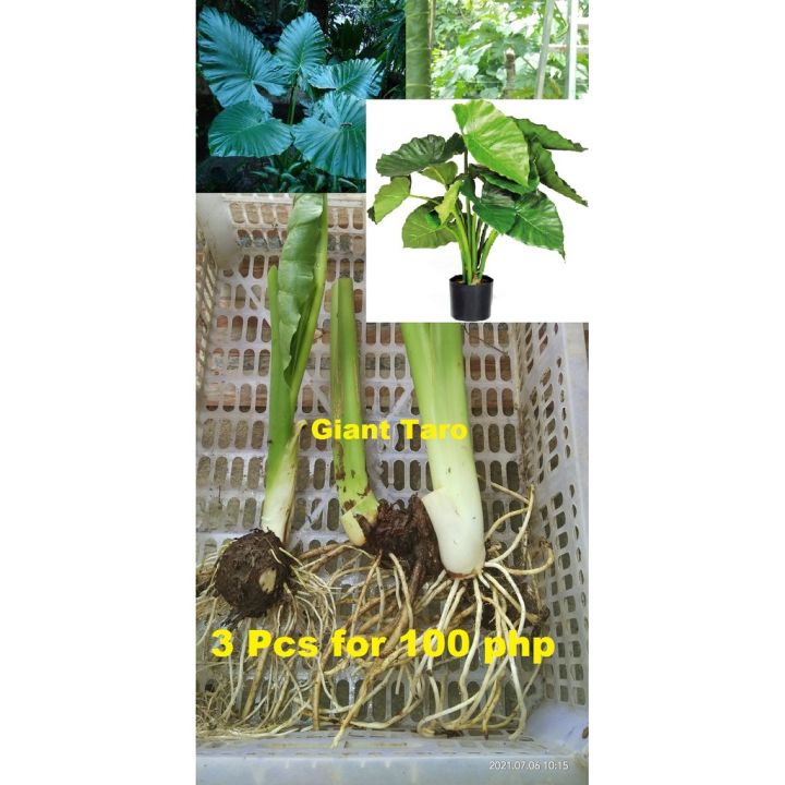 Giant Taro/Upright Elephant Ear (Bulb)3 pcs for 150 php only | Lazada PH