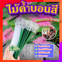 ไม้ค้ำบอนสี ? ก้านบอนสี ทางร้านสุ่มสีให้ ไม้ค้ำเงินไหลมา จัดทรงก้าน ใบ ดอก สวยงาม?