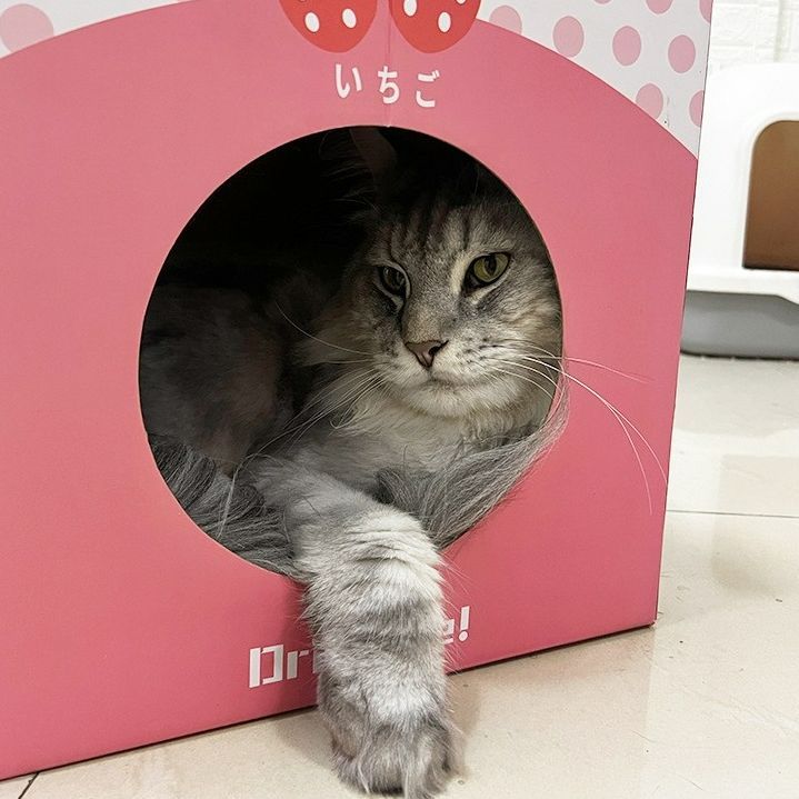 ใหม่-บ้านแมว-ที่ลับเล็บแมว-ลายกล่องนม-กล่องลับเล็บแมว-2in1-cat-scratcher-ของเล่นแมว-กล่องนมลับเล็บแมว-พับได้-พร้อมส่ง