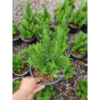 โปรแรง ต้นโรสแมรี่ (Rosemary)  ราคาถูก ต้นไม้ ต้นไม้ ฟอก อากาศ กระถาง ต้นไม้ ไม้ ประดับ