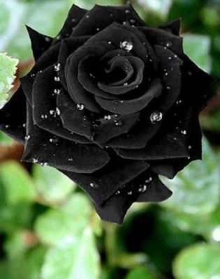 5 เมล็ด เมล็ดกุหลาบ สีดำ ดอกใหญ่ สายพันธุ์ของแท้ 100% เมล็ดกุหลาบ ดอกกุหลาบ ปลูกกุหลาบ กุหลาบ อัตราการงอก70-80% Rose Seed มีคู่มือวิธีปลูก