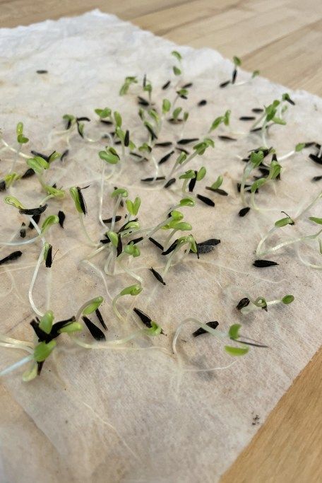 35-เมล็ด-เมล็ดพันธุ์-bonsai-dahlia-franz-kafka-สายพันธุ์ยุโรป-ดอกรักเร่-นำเข้าจากอังกฤษ-ดอกใหญ่-พร้อมคู่มือปลูก-dahlia-seed