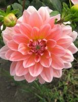 รักเร่ Dahlia สายพันธุ์ Salmon Pink 1 เหง้า/ออเดอร์ หัวรักเร่ ดอกไม้ หัวหน่อ นำเข้า เหง้า เนเธอร์แลน หัวสดใหม่