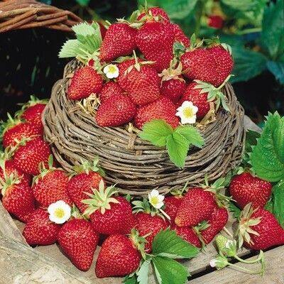 เมล็ดพันธุ์ Strawberry Seed สายพันธุ์ Fort Laramie 50 เมล็ด เมล็ดพันธุ์นำเข้าจาก ยุโรป