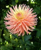 1 หัว/ออเดอร์ รักเร่ Dahlia สายพันธุ์ Camano Sitka หัวรักเร่ ดอกไม้ หัวหน่อ เหง้า นำเข้า เนเธอร์แลน หัวสดใหม่