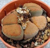 30 เมล็ด ไลทอป กระบองเพชร ไม้อวบน้ำ กุหลาบหิน แคคตัส Living Stones Lithops สายพันธุ์ villetii ssp kennedyi C200A ปลูกได้ทุกสภาพอากาศ