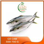 OGF - Cá cam 500 - 700g - Thích hợp với các món kho, chiên, rim, nướng,