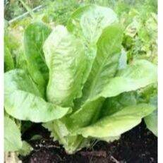 Vegetables Seeds kamatis talong pechay ampalaya sigarilyas upo lettuce ...