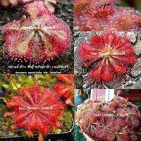 ต้นหยาดน้ำค้าง Drosera Spatulata var. lovellae (พันธุ์ สปาตูลาต้า เวอเลิฟแลร์) (ส่งทั้งกระถาง 3 นิ้ว) พืชดักจับแมลง น้ำหยาดเยื้ม สวยงาม ชอบความชื้นมาก