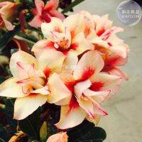 12 เมล็ด เมล็ดพันธุ์ ชวนชม สายพันธุ์ไต้หวัน ดอกสีส้ม โอรส Adenium Seed กุหลาบทะเลทราย Desert Rose ราชินีบอนไซ อัตราการงอกสูง 80-90% มีคู่มือปลูก