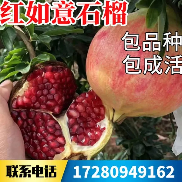 Hot selling plant seeds Red Ruyi Soft Seed Pomegranate Miao Northern
