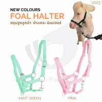 ขลุมจูงลูกม้า มิเนเจอร์ FOAL &amp; MINIATURE HALTER