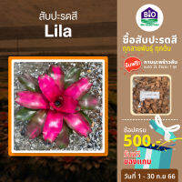 สับปะรดสี Lila [แถมกาบมะพร้าว2ลิตร] ขนาดกระถาง 6นิ้วพร้อมปลูก ต้นใหญ่พร้อมจัดสวน จัดส่งแบบถอดกระถาง