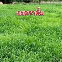 เมล็ดพันธุ์ หญ้าอะตราตั้ม เมล็ดหญ้าอะตราตั้ม 1 กก.