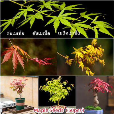 เก็บเงินปลายทาง COD 50 แคปซูลต่อแพ็ค Maple Plants Seeds เมล็ดพันธุ์ ต้นไม้ประดับ เมล็ดดอกไม้ ต้นไม้ ไม้ประดับ เมล็ด ไม้ดอก พันธุ์ไม้ดอก ต้นดอกไม้ ต้นไม้หายาก ต้น บอนสี เมล็ดบอนสี บอนสีสวยๆ เมล็ดพันธุ์ดอกไม้ อัตราการงอกสูง เมล็ดพันธุ์แท้100%