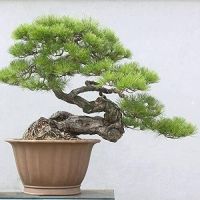 25 เมล็ดพันธุ์ เมล็ด สนดำญี่ปุ่น สนญี่ปุ่น บอนไซ JAPANESE BLACK PINE SEEDS อัตราการงอก 80-85%