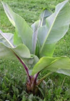 เมล็ดพันธุ์ กล้วยเอนเซเต้ กล้วยเอธิโอเปีย (Ensete) ซองละ 5 เม็ด (เพาะงอกไม่ยาก)