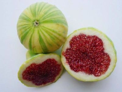 10 เมล็ด เมล็ดมะเดื่อฝรั่ง Figs สายพันธุ์ Tiger Panache ของแท้ 100% มะเดื่อฝรั่ง หรือ ลูกฟิก (Fig) อัตรางอก 70-80% Figs seeds มีคู่มือวิธีปลูก