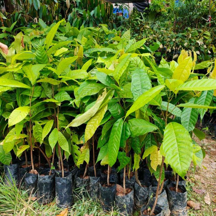 ต้นโกโก้พันธุ์ชุมพร1-ต้นโกโก้-ไม้ผลดก-ให้ผลผลิตตลอดปี-เป็นพืชเศรษฐกิจที่สร้างรายได้สูง-ต้นสูง60-70เซน-3ต้น-1ชุด