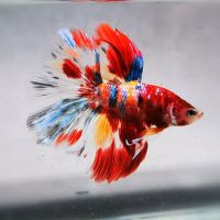 ?ขายดี เกรดA [คละสี] Betta Candy ปลาสวยงาม ปลากัด ฮาฟมูน แคนดี้ หางครึ่งพระจันทร์ เกรดส่งออก สีสดใส แข็งแรง