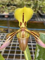 ลดราคา !! รองเท้านารีตริจินั่ม หรือ รองเท้านารีไทเกอร์ Paphiopedilum tigrinum 1 ต้น