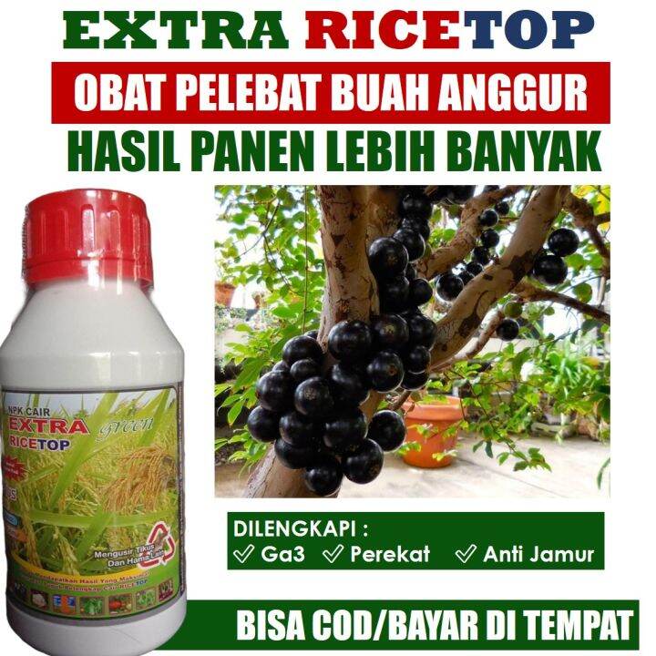 Asli Murah Extra Ricetop Pupuk Pelebat Anggur Tanpa Penyakit Dan Hama Anggur Pupuk Npk Cair