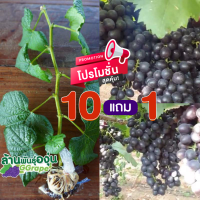 กิ่งพันธุ์องุ่น “เซเบิ้ล ซีดเลส” (Sable Seedless)ไร้เมล็ด