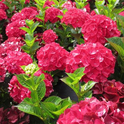 20 เมล็ด เมล็ดไฮเดรนเจีย Hydrangea Seeds สีแดง ไฮเดรนเยียสายพันธุ์ฝรั่งเศส ของแท้ 100% อัตรางอก 70-80% มีคู่มือปลูก ปลูกในกระถางได้