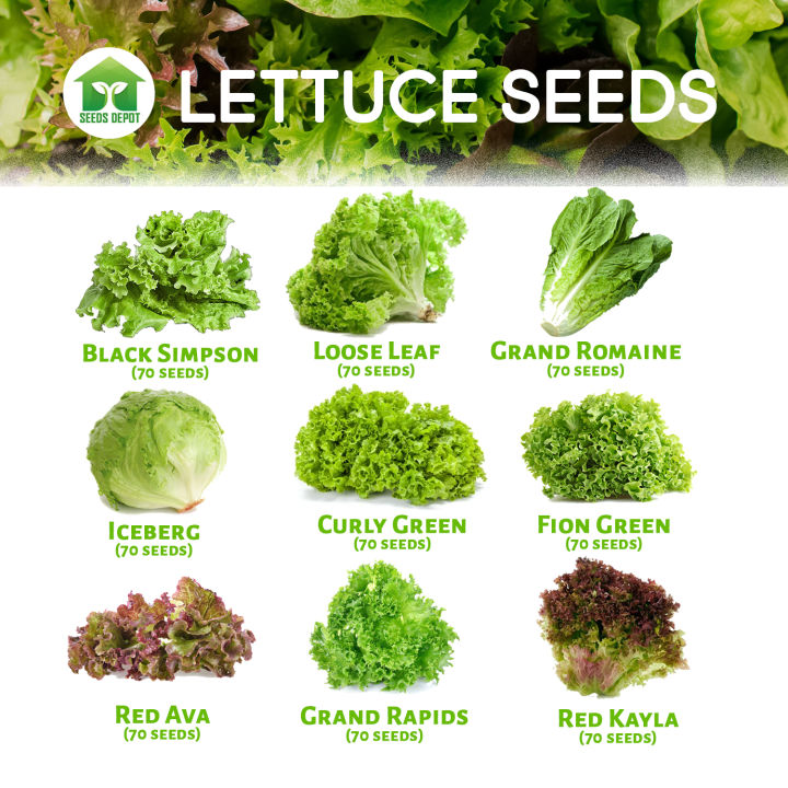 Lettuce Seeds Romaine Lollo Bionda Loose leaf Grand Rapids Iceberg ...