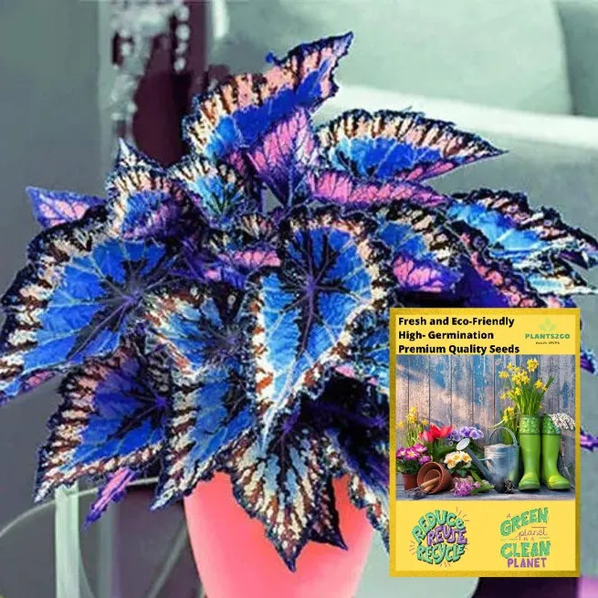 Coleus Rainbow Seeds G35 5 seeds of High germination Flower Plant