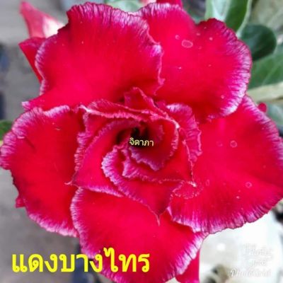 12 เมล็ด เมล็ดพันธุ์ Seeds Bonsai ชวนชม สายพันธุ์ไต้หวัน ดอกสีแดง Adenium Seed กุหลาบทะเลทราย Desert Rose ราชินีบอนไซ อัตราการงอก 80-90% มีคู่มือปลูก