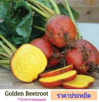 เมล็ดพันธุ์ บีทรูทสีเหลือง Golden Beetroot 10-12 seeds พร้อมคำแนะนำการเพาะเมล็ด เมล็ดนำเข้าจากฮอลแลนด์