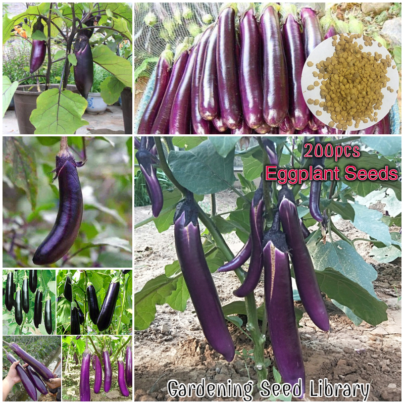 200pcs green long eggplant seeds High germination plants 